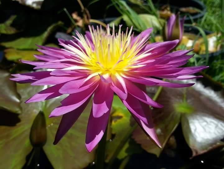 Nymphaea ‘Foutte’