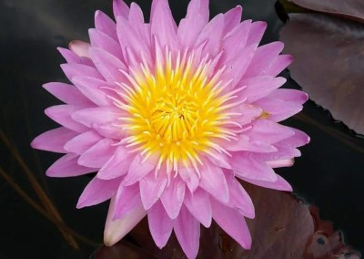 Nymphaea ‘L’amore’