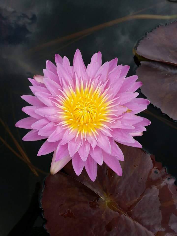 Nymphaea ‘L’amore’