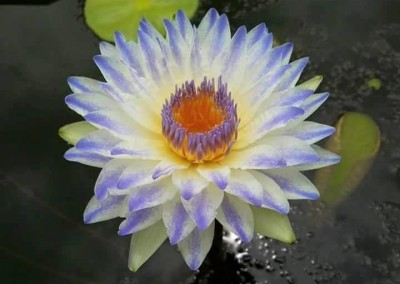 Nymphaea ‘Plyfah’