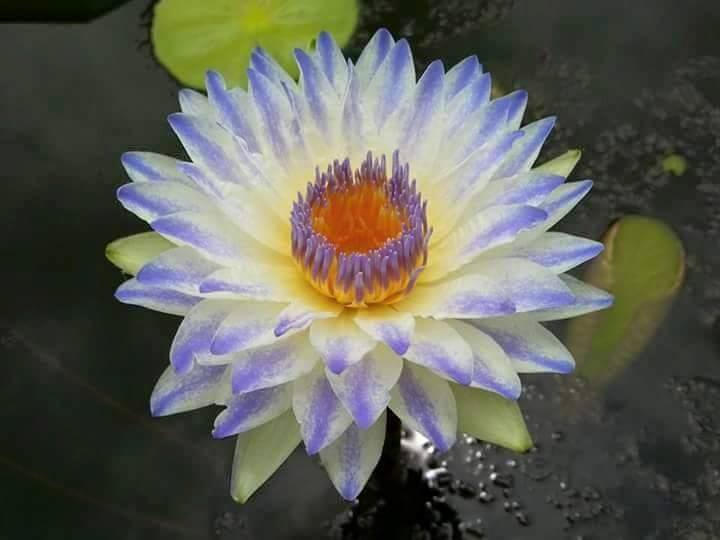 Nymphaea ‘Plyfah’