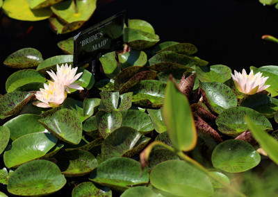 Nymphaea ‘Bride's Maid’