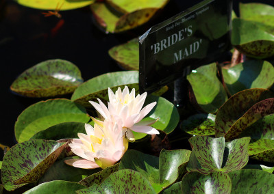 Nymphaea ‘Bride's Maid’