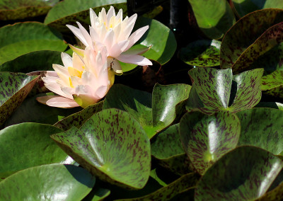 Nymphaea ‘Bride's Maid’