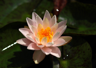 Nymphaea ‘Bride's Maid’