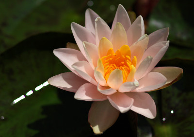 Nymphaea ‘Bride's Maid’