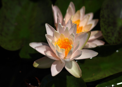 Nymphaea ‘Bride's Maid’