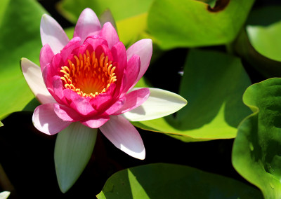 Nymphaea 'Conqueror'