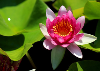 Nymphaea ‘Conqueror’