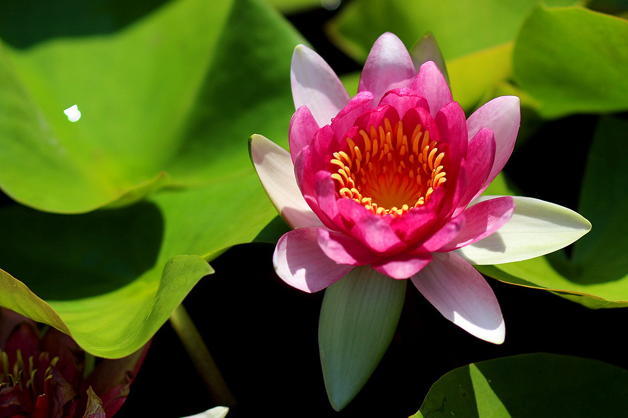 Nymphaea ‘Conqueror’