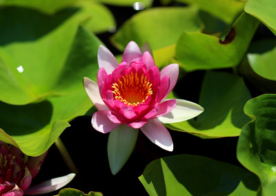 Nymphaea 'Conqueror'