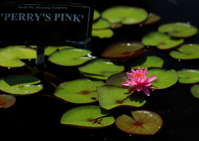 Nymphaea 'Perry's Pink'