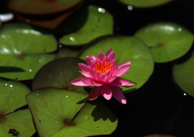 Nymphaea ‘Perry’s Pink’