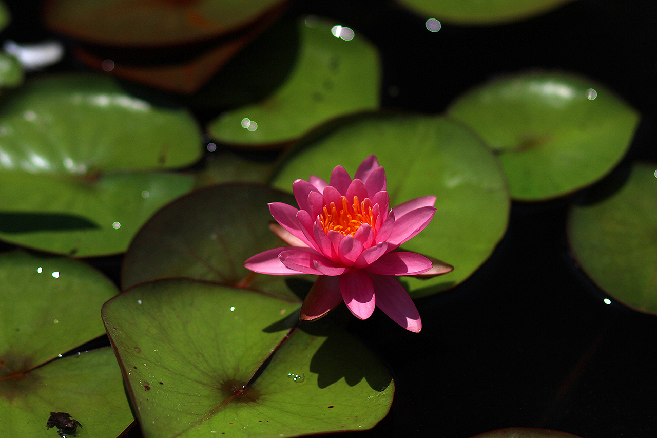 Nymphaea ‘Perry’s Pink’