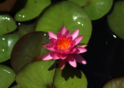 Nymphaea 'Perry's Pink'