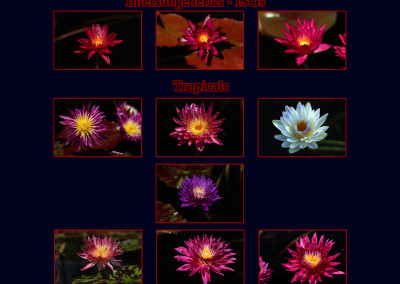 The International Waterlily Collection 2015 New Waterlily Contest