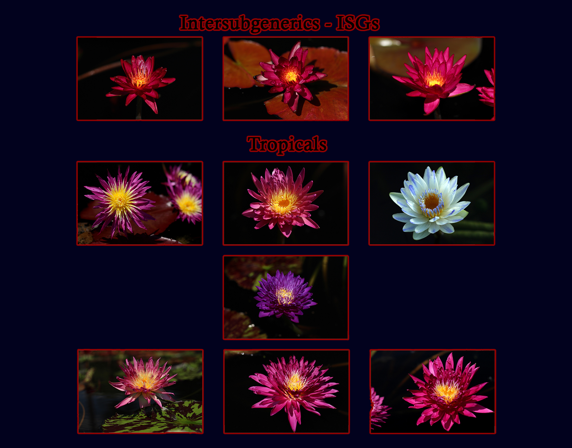 The International Waterlily Collection 2015 New Waterlily Contest