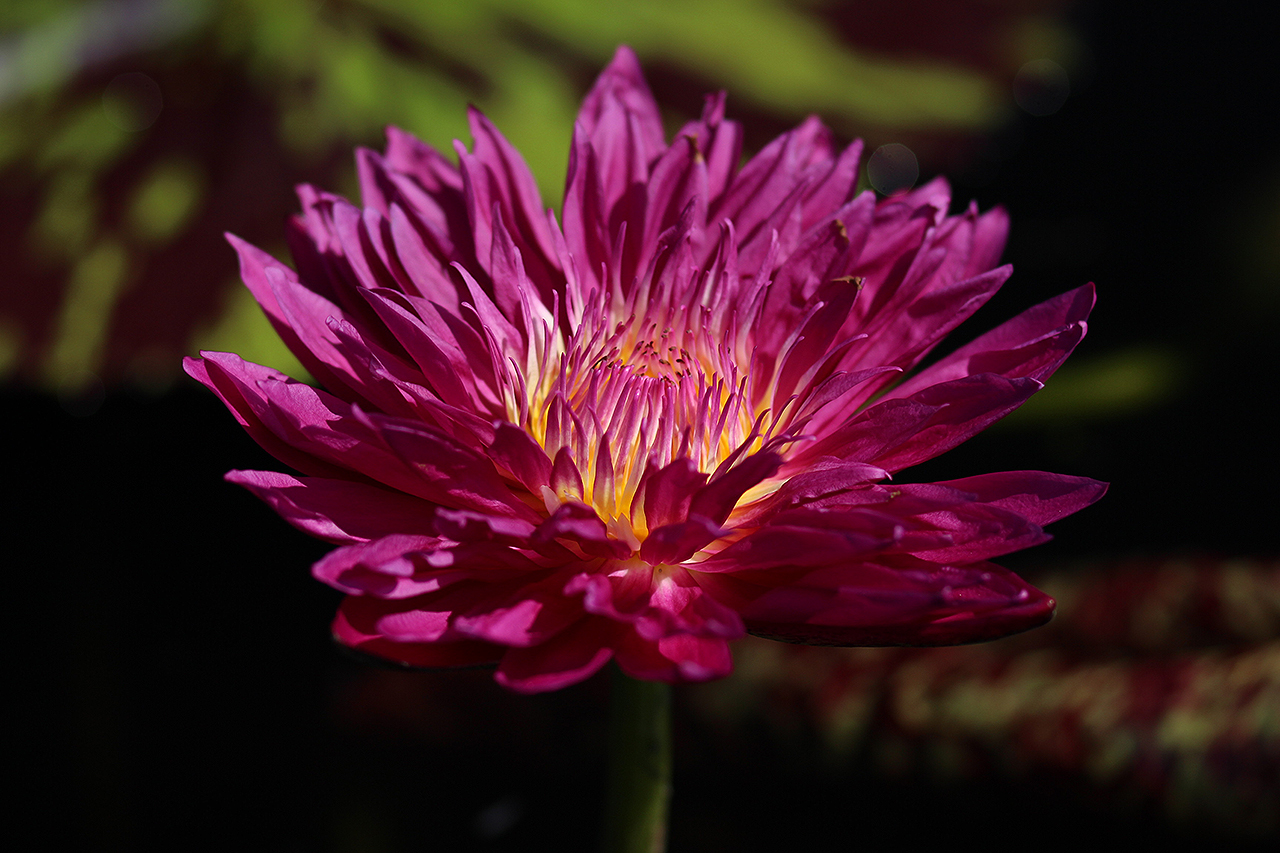 Nymphaea ‘Valentine’