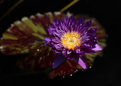 Nymphaea ‘Morada Bay’