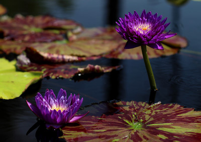 The 2015 3rd Annual IWC New Waterlily Contest Winners