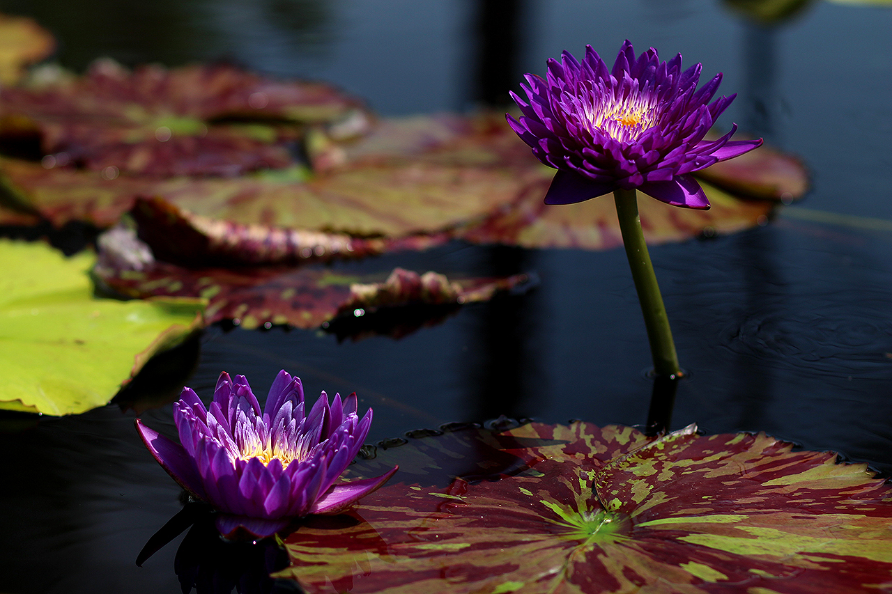 The 2015 3rd Annual IWC New Waterlily Contest Winners