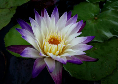 Nymphaea ‘Purple Joy’