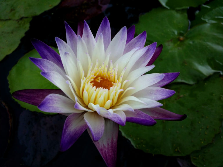 Nymphaea ‘Purple Joy’