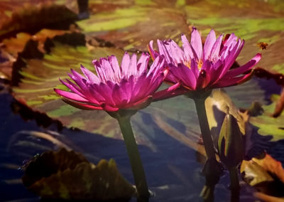 Nymphaea ‘Lady Katherine’