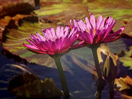 Nymphaea ‘Lady Katherine’