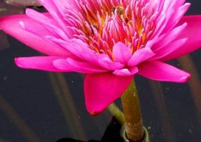 Nymphaea Lady Katherine from Ken