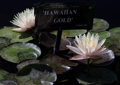 Nymphaea ‘Hawaiian Gold’