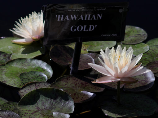 Nymphaea ‘Hawaiian Gold’