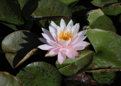 Nymphaea ‘Myra’