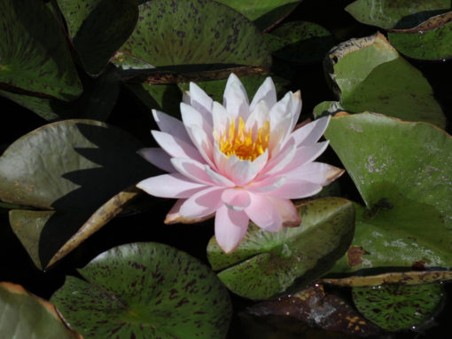 Nymphaea ‘Myra’