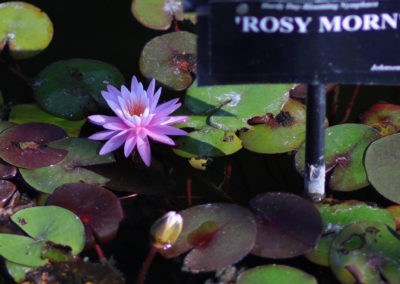 Nymphaea ‘Rosy Morn’