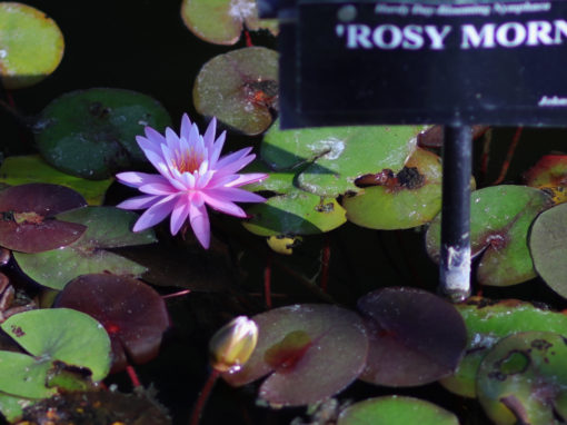 Nymphaea ‘Rosy Morn’