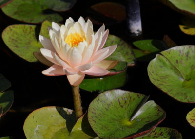 Nymphaea ‘Yellow Rainbow’