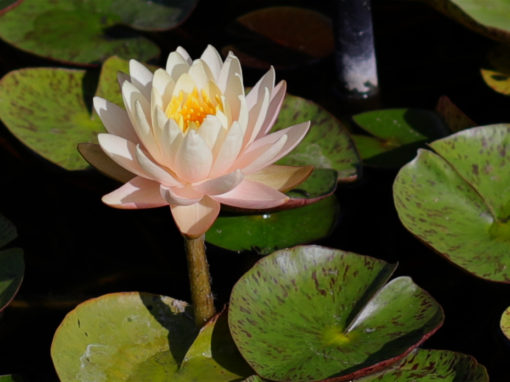 Nymphaea ‘Yellow Rainbow’