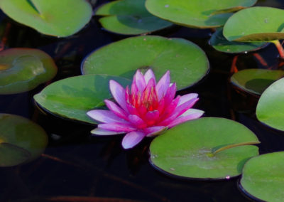 Nymphaea ‘Marliacea Flammea’