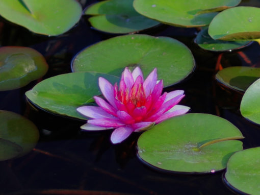 Nymphaea ‘Marliacea Flammea’